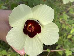 Image of tropical rose mallow