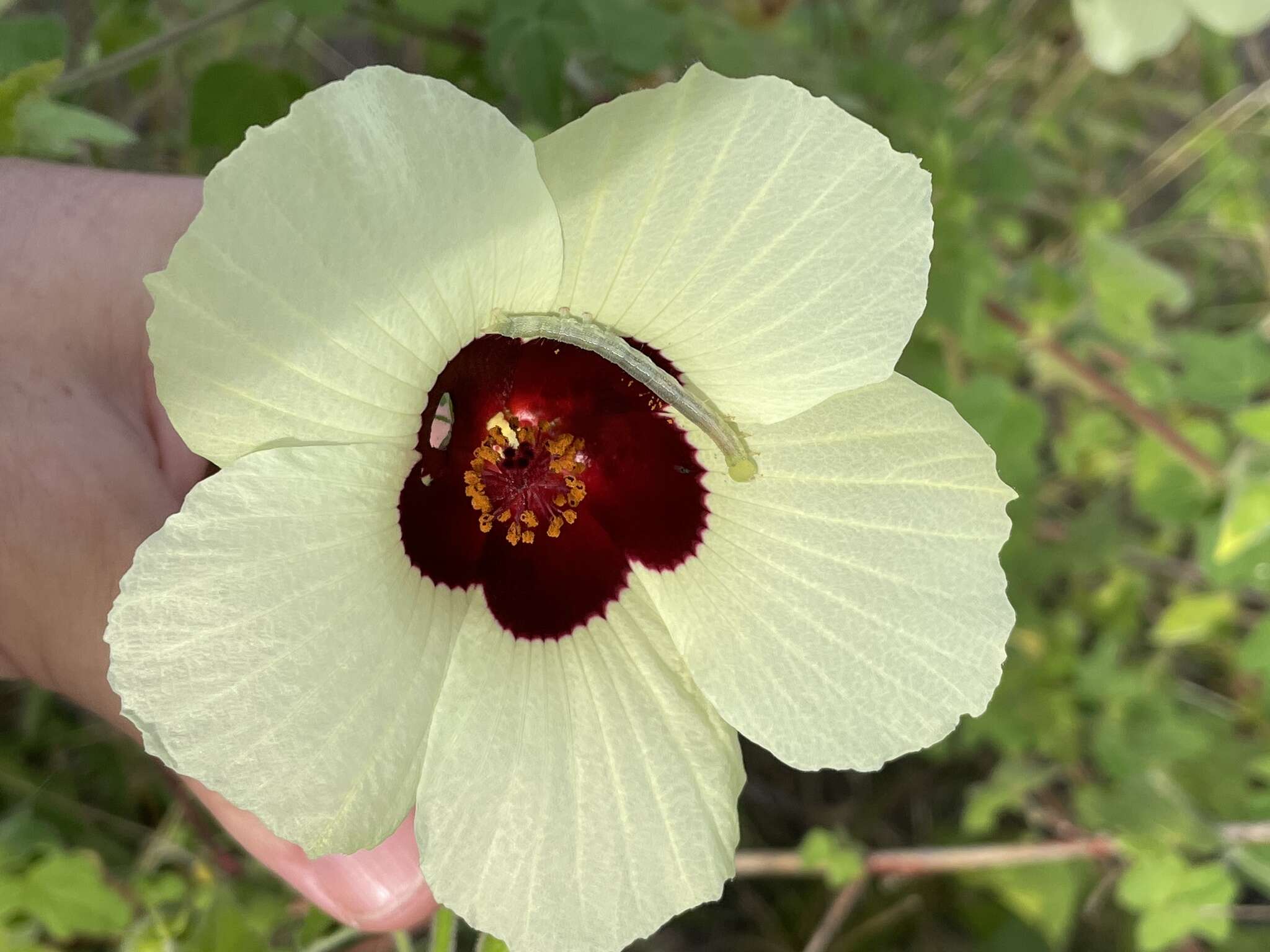 Hibiscus vitifolius L.的圖片