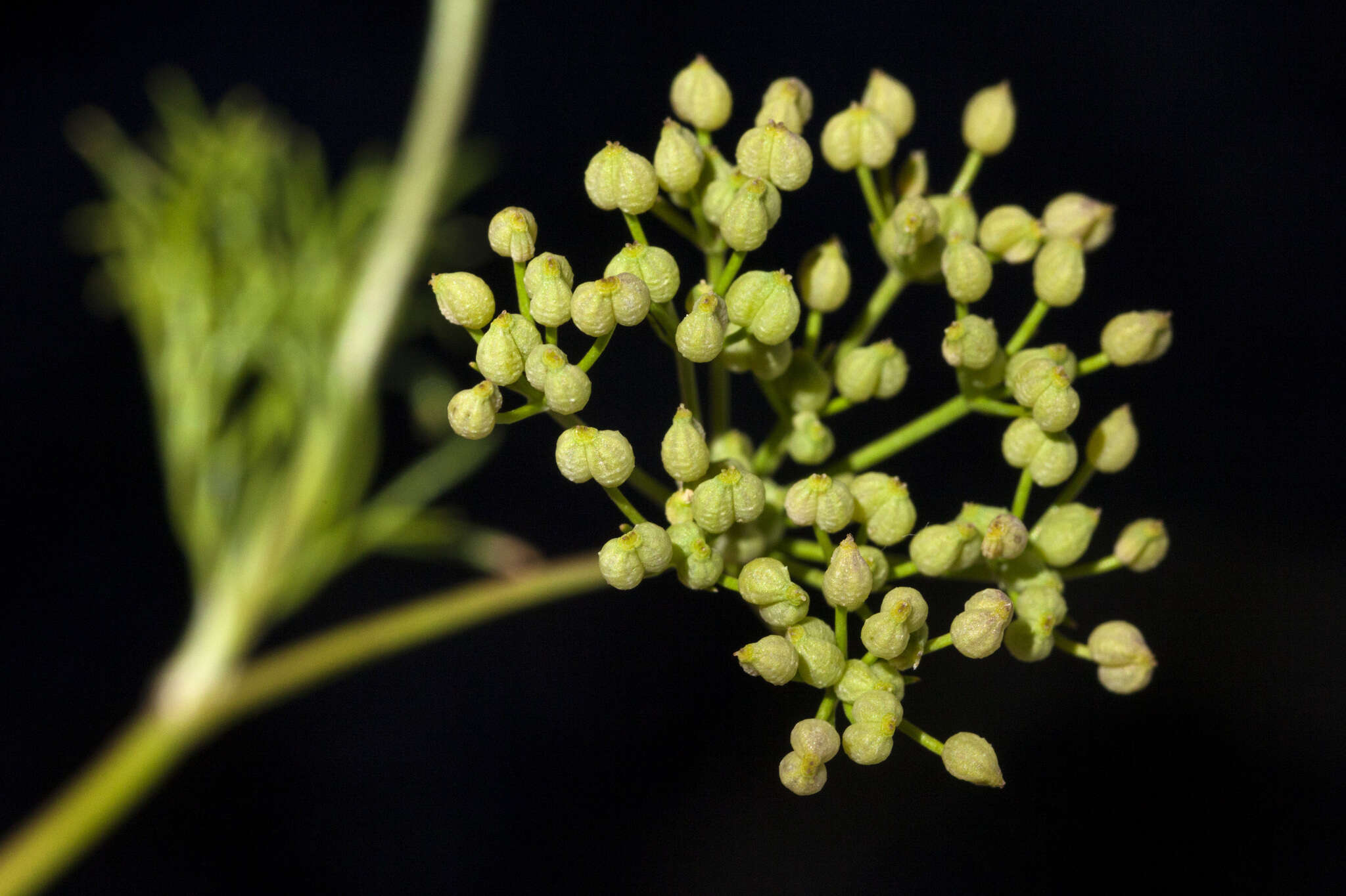 Imagem de Spermolepis organensis G. L. Nesom