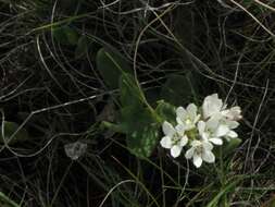 Image of Schizoglossum elingue N. E. Br.