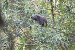 Image of Bearcats