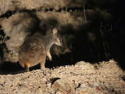 Image of Mount Claro Rock Wallaby
