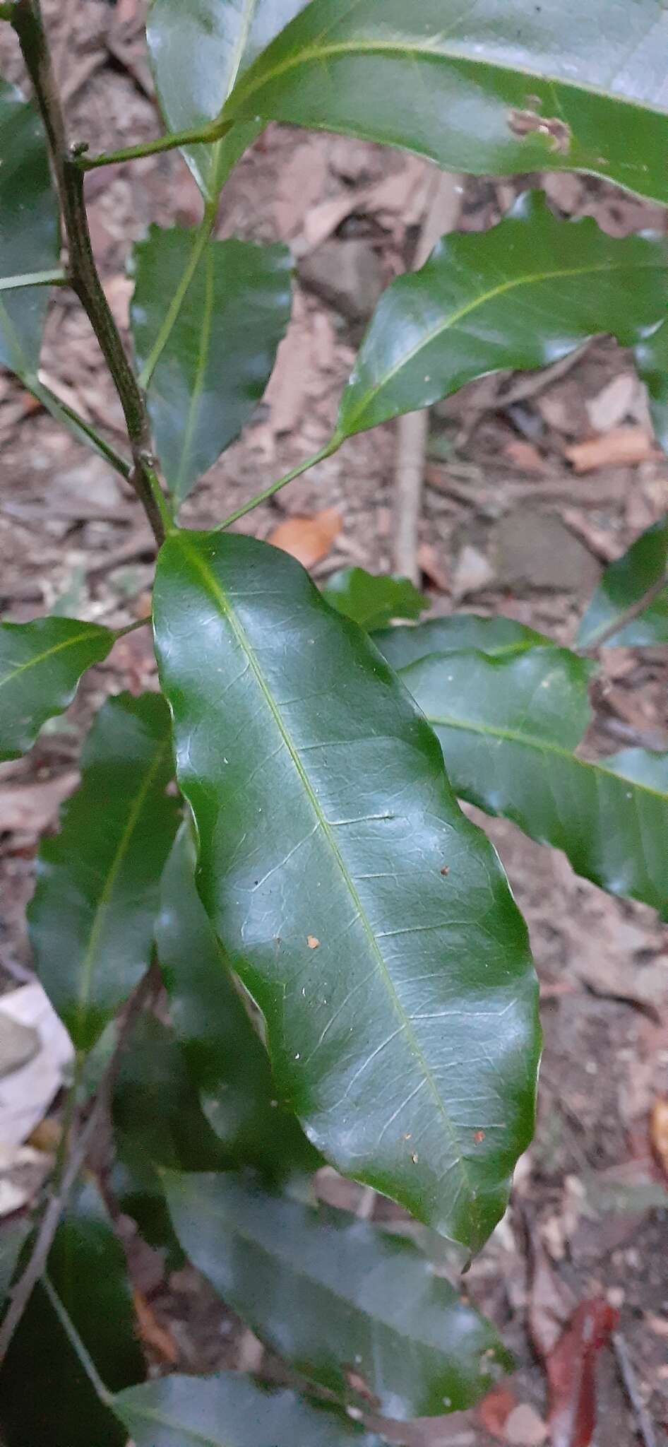 Image of Fontainea australis Jessup & Guymer