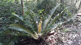 Plancia ëd Blechnum brasiliense Desv.