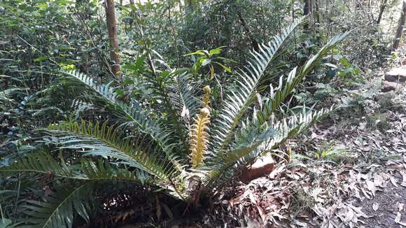 Image of Blechnum brasiliense Desv.