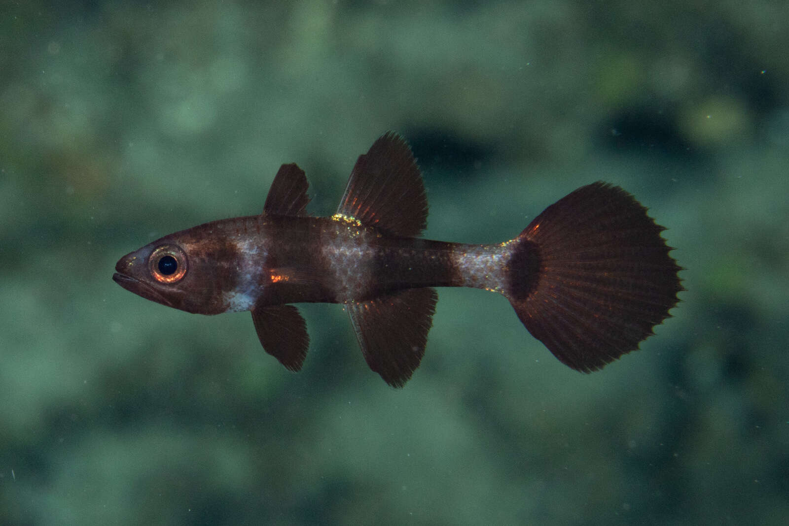 Image of Paddlefish cardinalfish