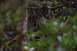 Image of Barred Fruiteater