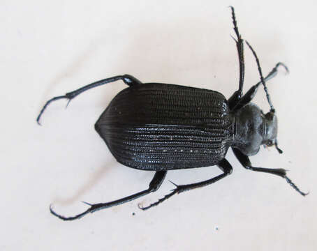 Imagem de Calosoma (Ctenosta) planicolle Chaudoir 1869