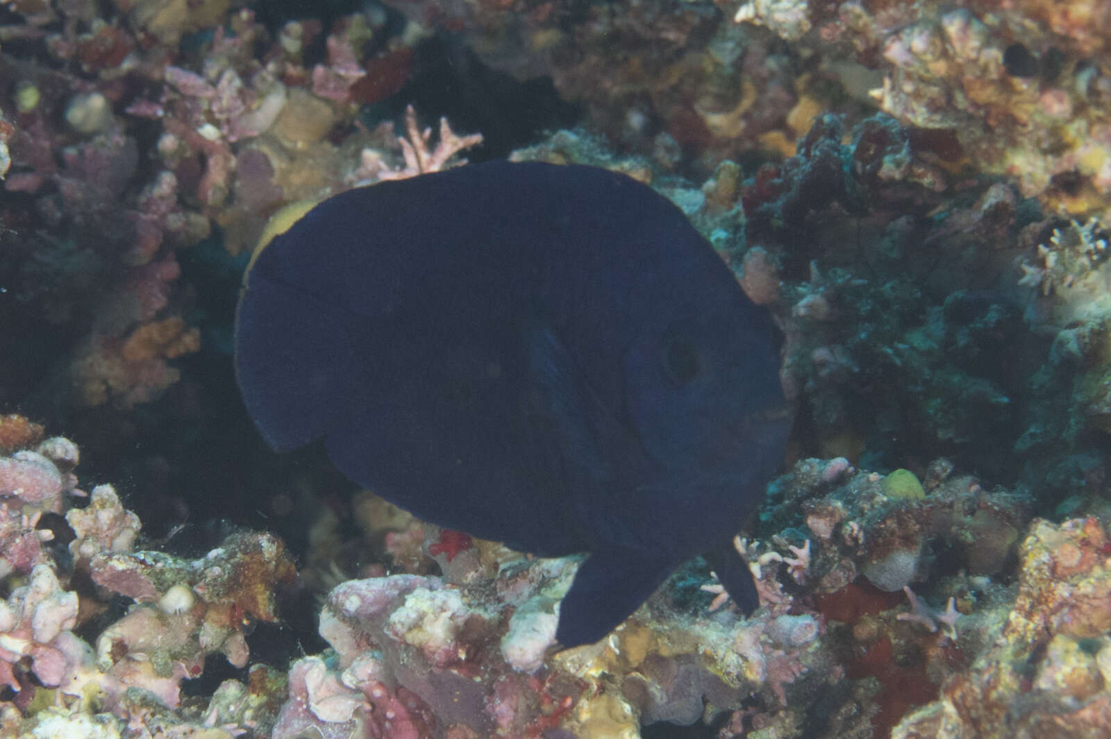 Image of Blue Velvet Angelfish