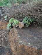 Image of Crassula swaziensis Schönl.