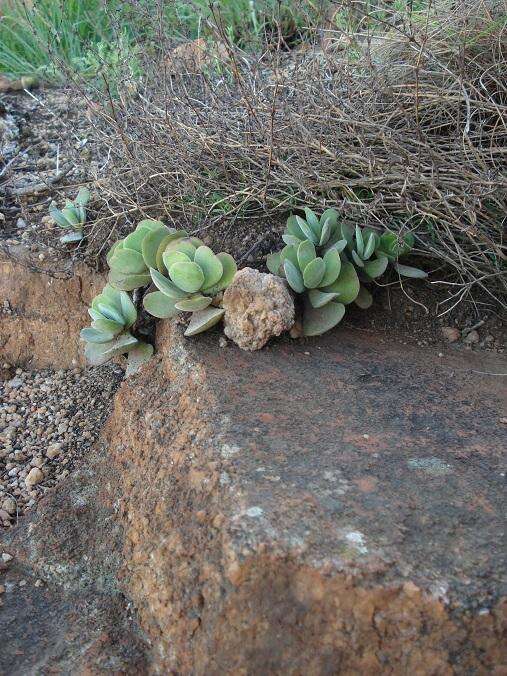 Image of Crassula swaziensis Schönl.