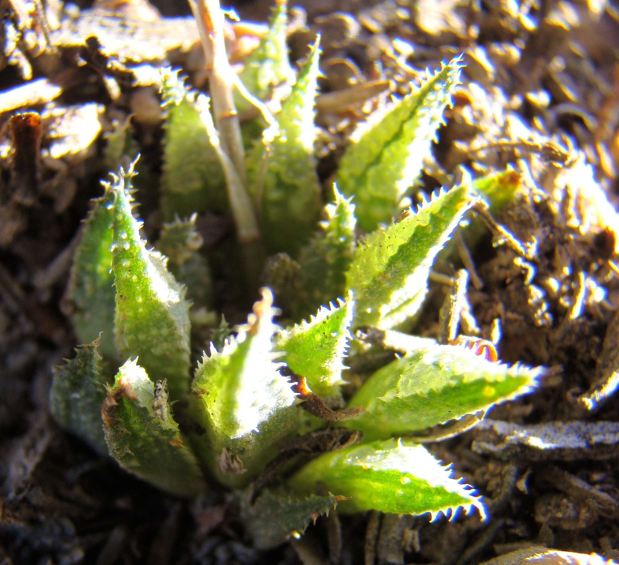 Image of Haworthia maraisii var. maraisii