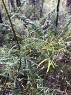 Image de Acacia pentadenia Lindl.