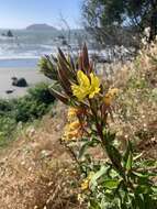 Image of Wolf's evening primrose