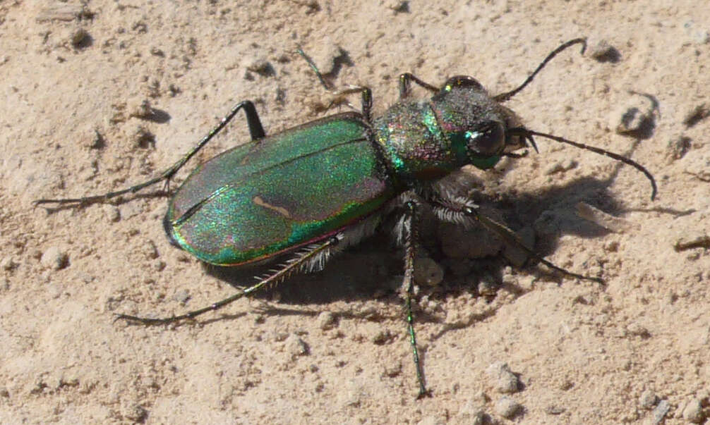 Image of Cicindela (Cicindela) purpurea purpurea A. G. Olivier 1790