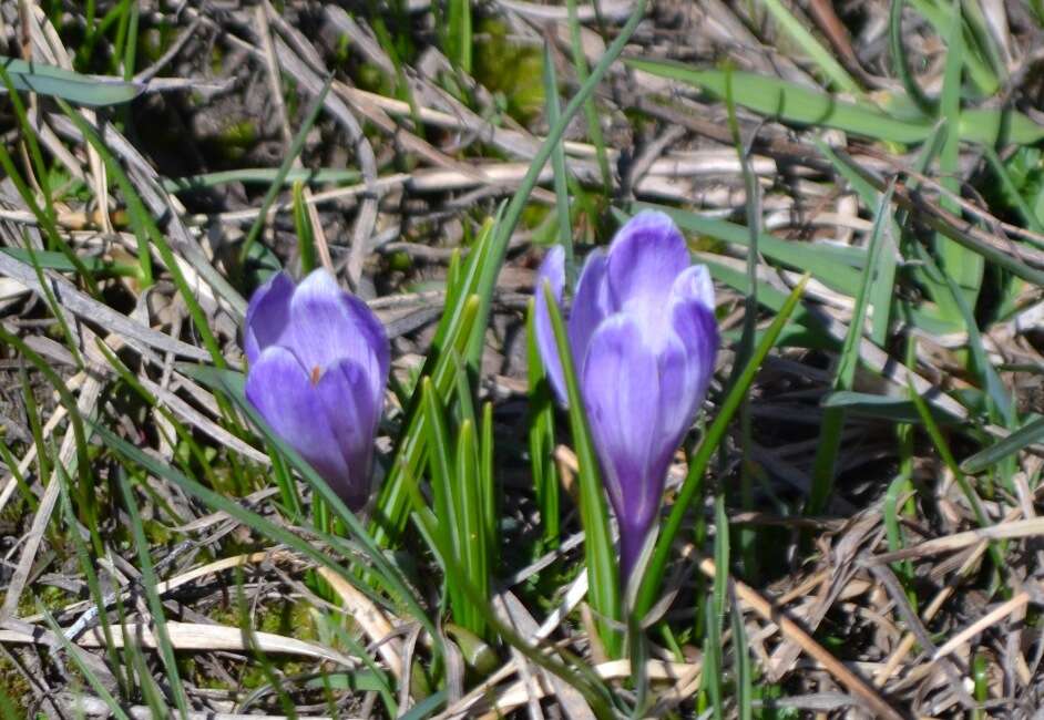 Image of dutch crocus, spring crocus