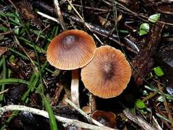 Cortinarius waiporianus Soop 2013的圖片