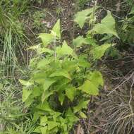 Ageratina deltoidea (Jacq.) R. King & H. Rob.的圖片