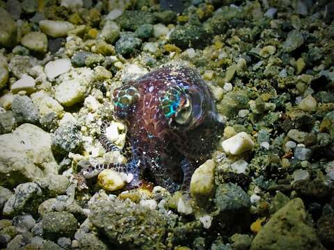 Image of Humming-bird Bobtail Squid