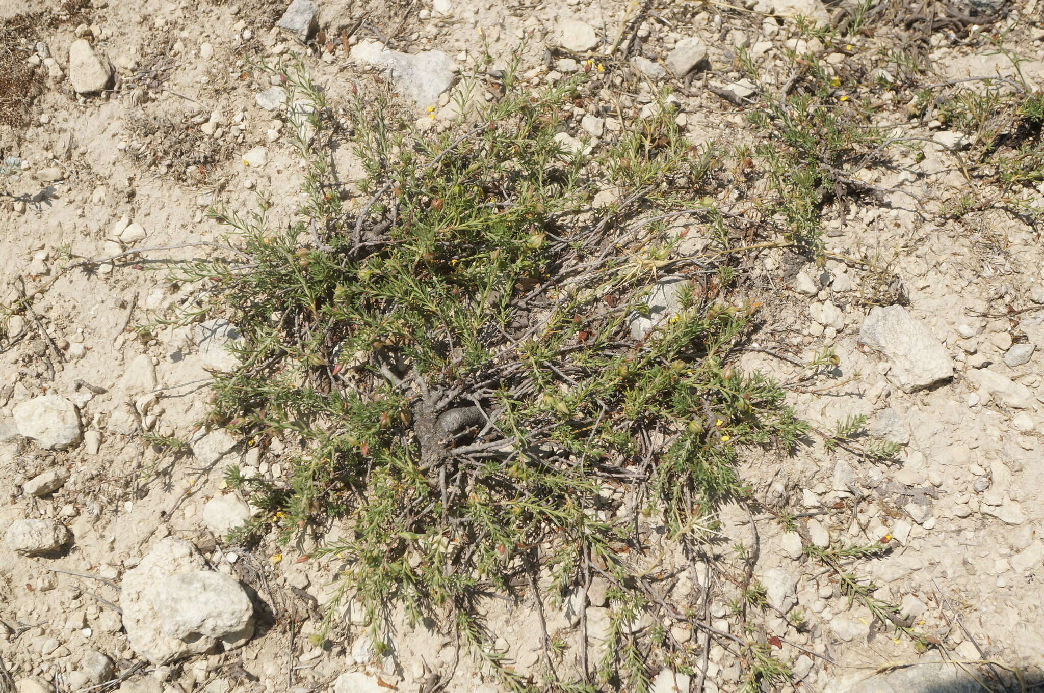 Image of sprawling needle sunrose