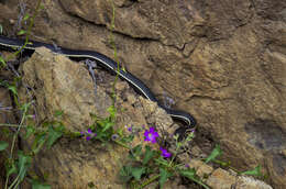 Image of California whipsnake