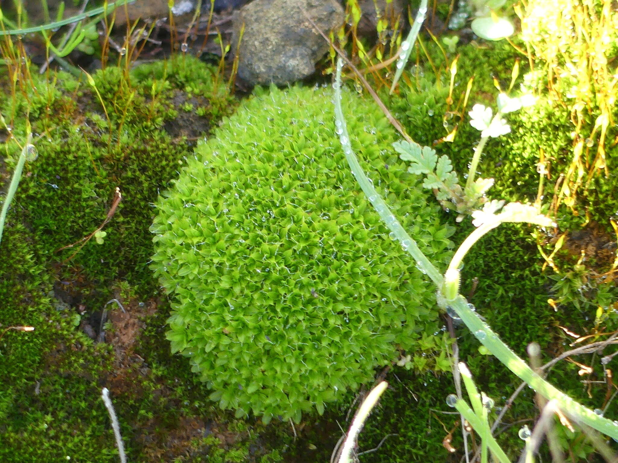 Image of Syntrichia virescens Ochyra 1992