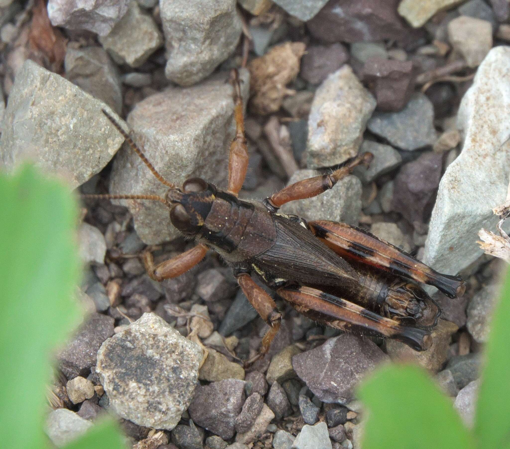 Melanoplus stupefactus (Scudder & S. H. 1876)的圖片