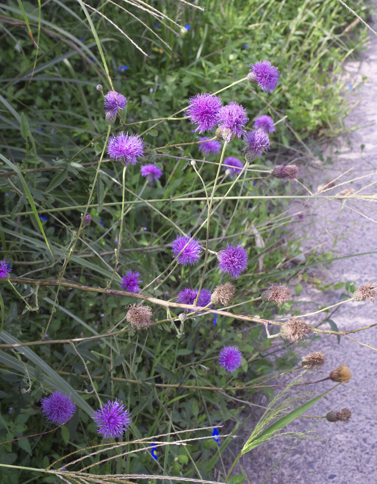 Слика од Serratula coronata subsp. insularis (Iljin) Kitam.