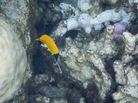 Image of Longnose butterflyfishes