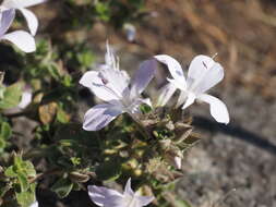 Слика од Barleria namba I. Darbysh.