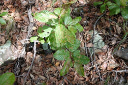 Image of beechleaf frangula