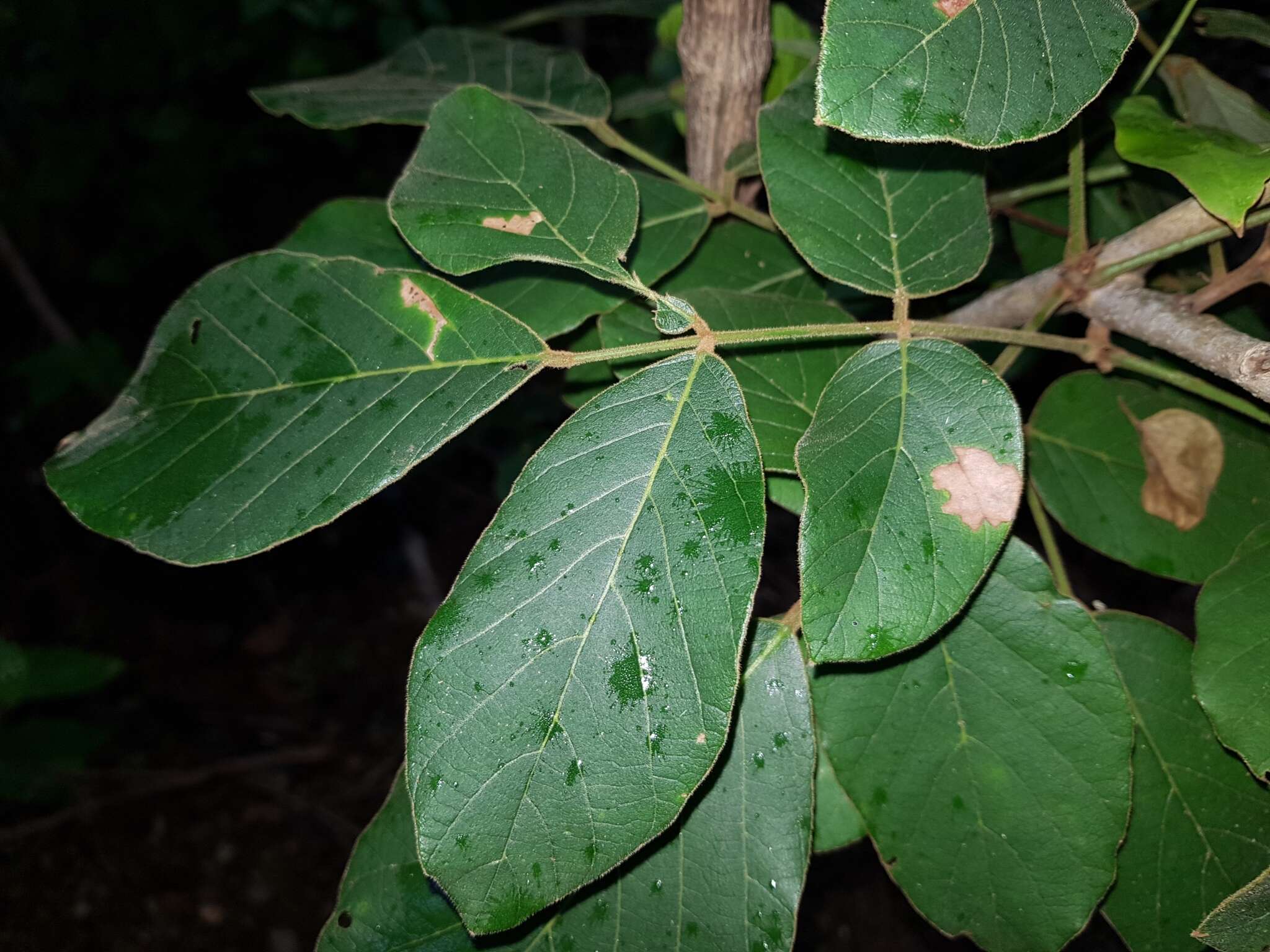 Imagem de Lonchocarpus costaricensis (Donn. Sm.) Pittier