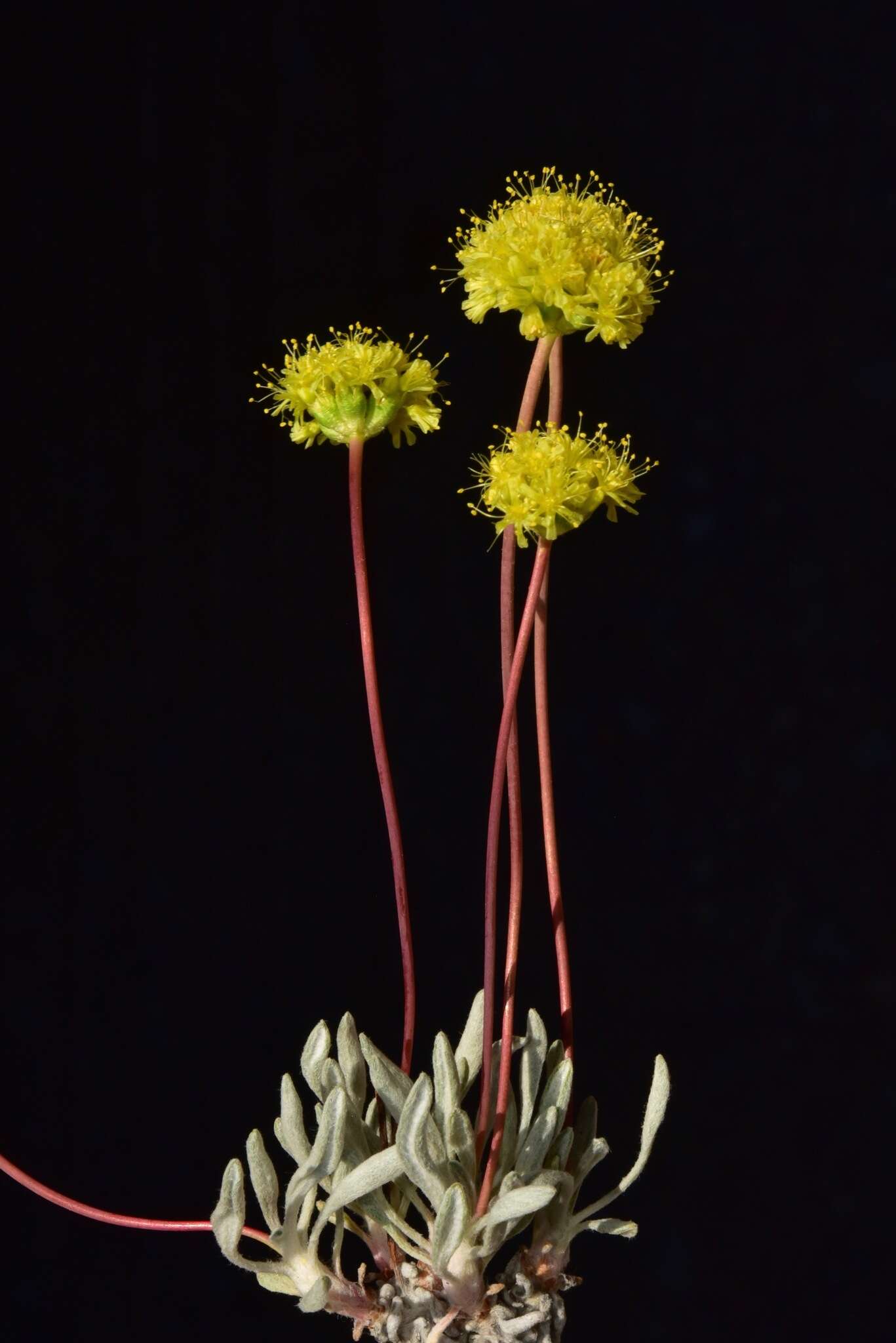 Image of Eriogonum procidum Reveal