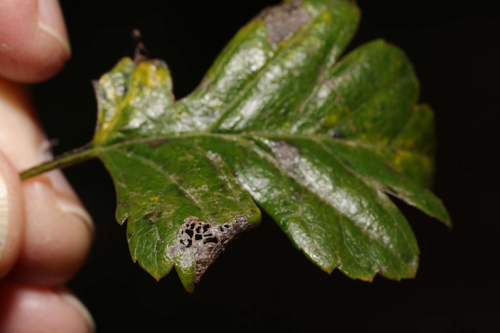 Image of Parornix anglicella (Stainton 1850)