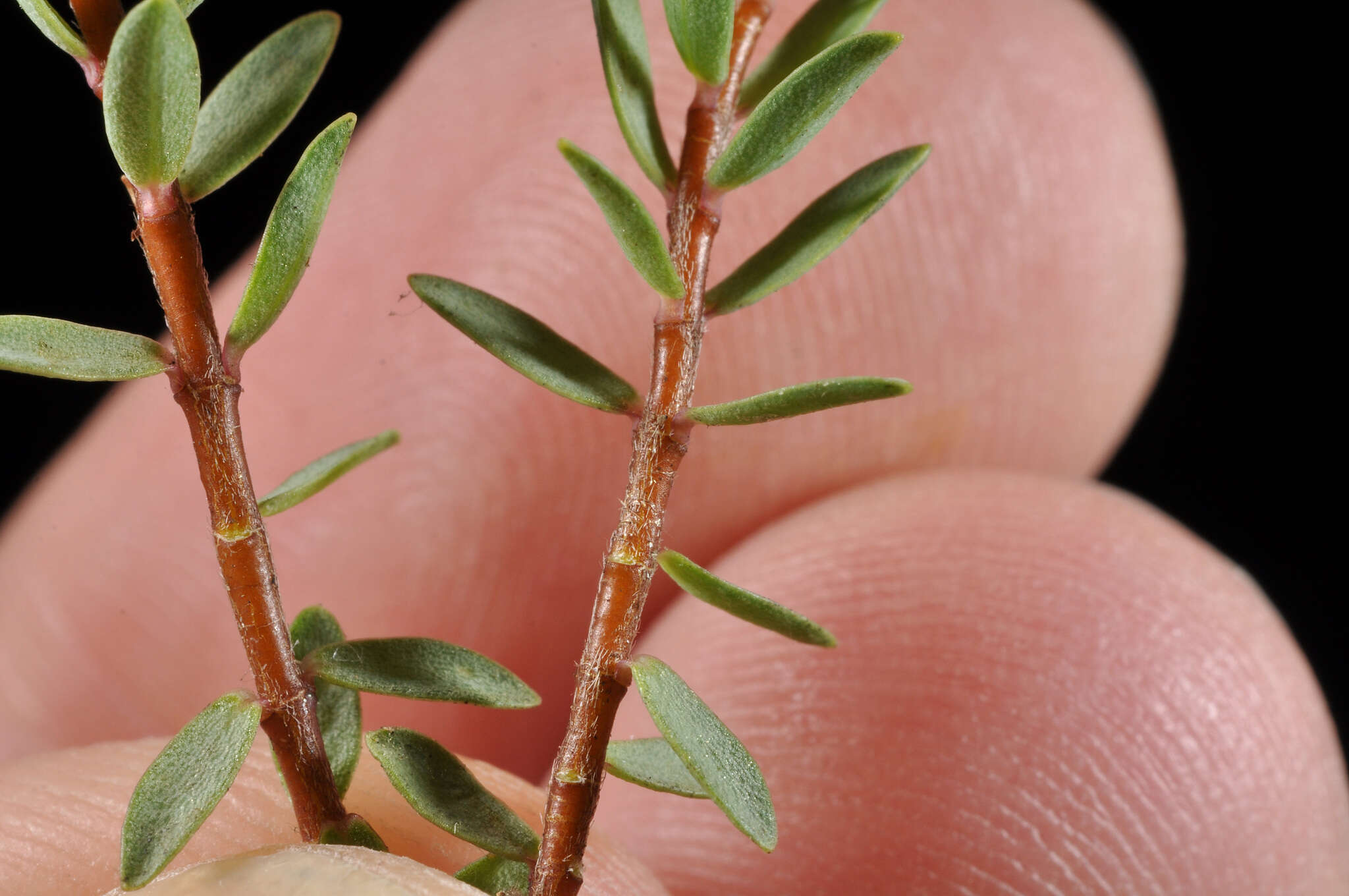 Image of Pimelea prostrata subsp. vulcanica C. J. Burrows