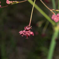 Image of red buckwheat