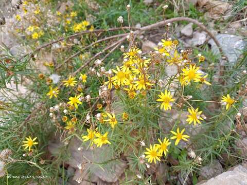 Image of Senecio nevadensis subsp. malacitanus (Huter) Greuter