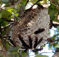 Image of Polistes annularis (Linnaeus 1763)