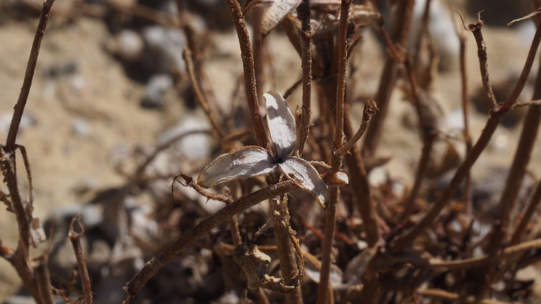 Image of wrinkled spineflower