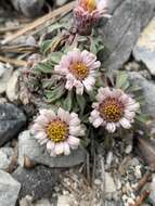 Image of Jones' Townsend daisy