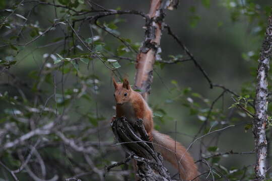 Image of Sciurus vulgaris exalbidus Pallas 1778