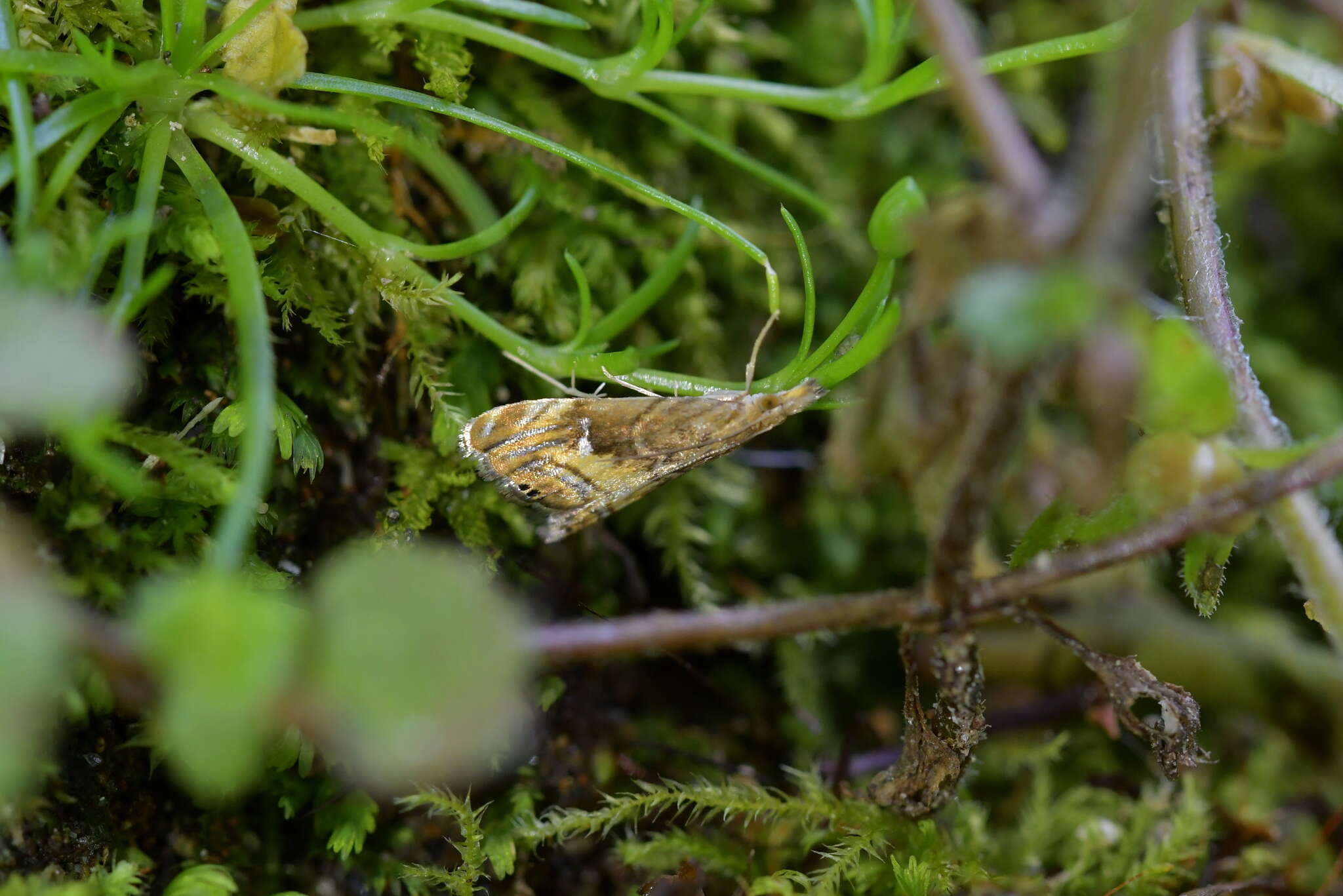 Plancia ëd <i>Glaucocharis chrysochyta</i>