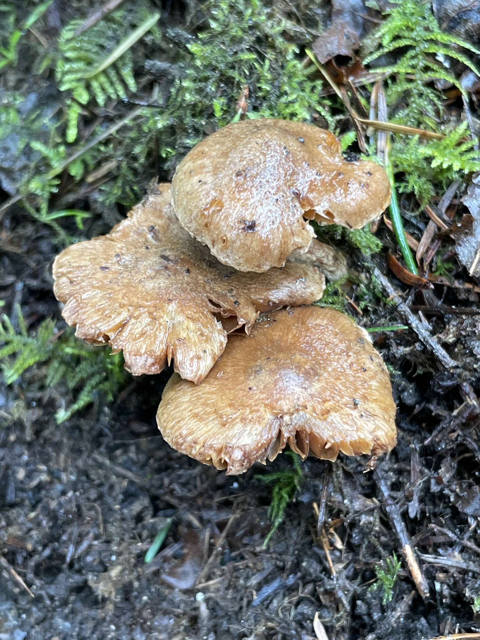 Image of Inocybe cinnamomea A. H. Sm. 1941