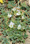 Image of oneflower clover