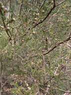 Sivun Leptospermum parvifolium Sm. kuva