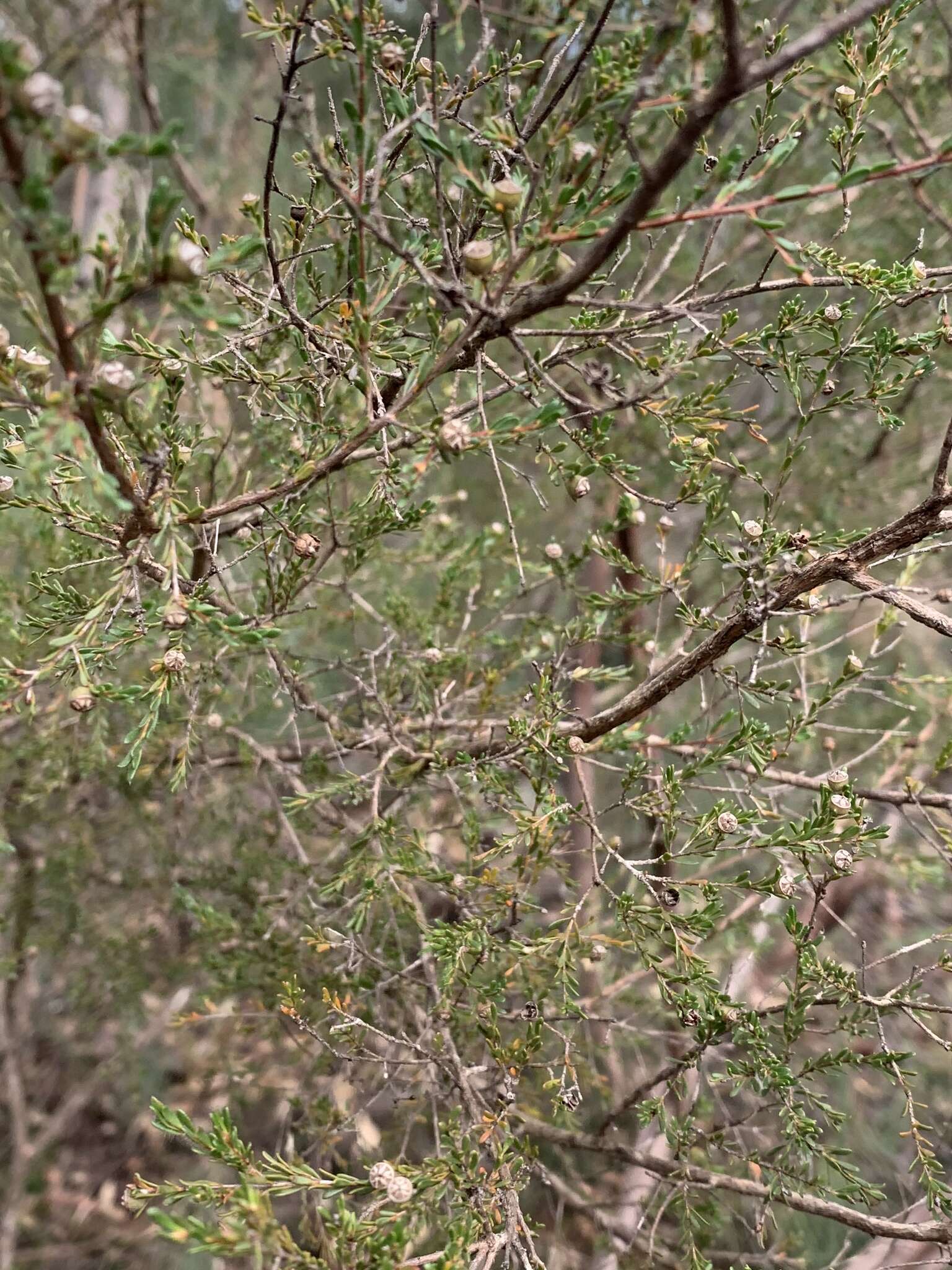 Sivun Leptospermum parvifolium Sm. kuva