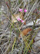 Image de Boronia nematophylla F. Müll.