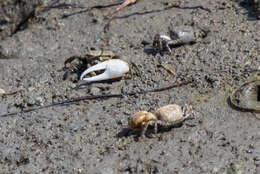 Image of Mexican Fiddler Crab