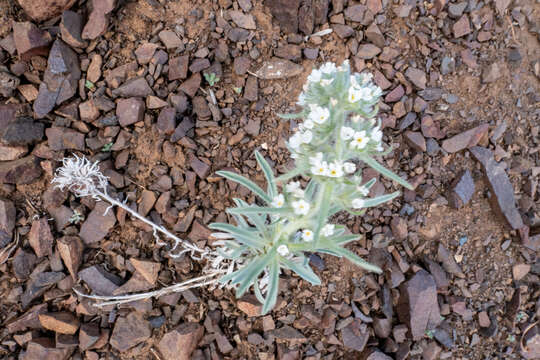 Слика од Oreocarya thompsonii (I. M. Johnst.) Abrams