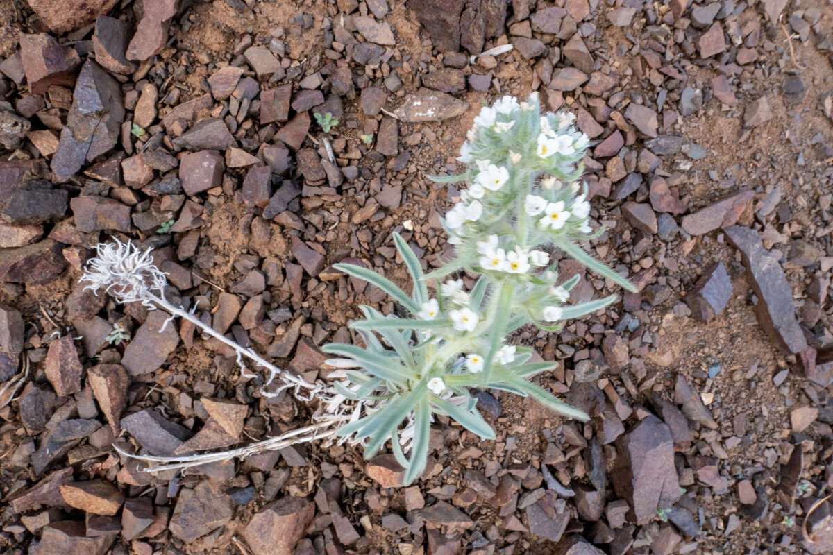 Image of Thompson's cryptantha